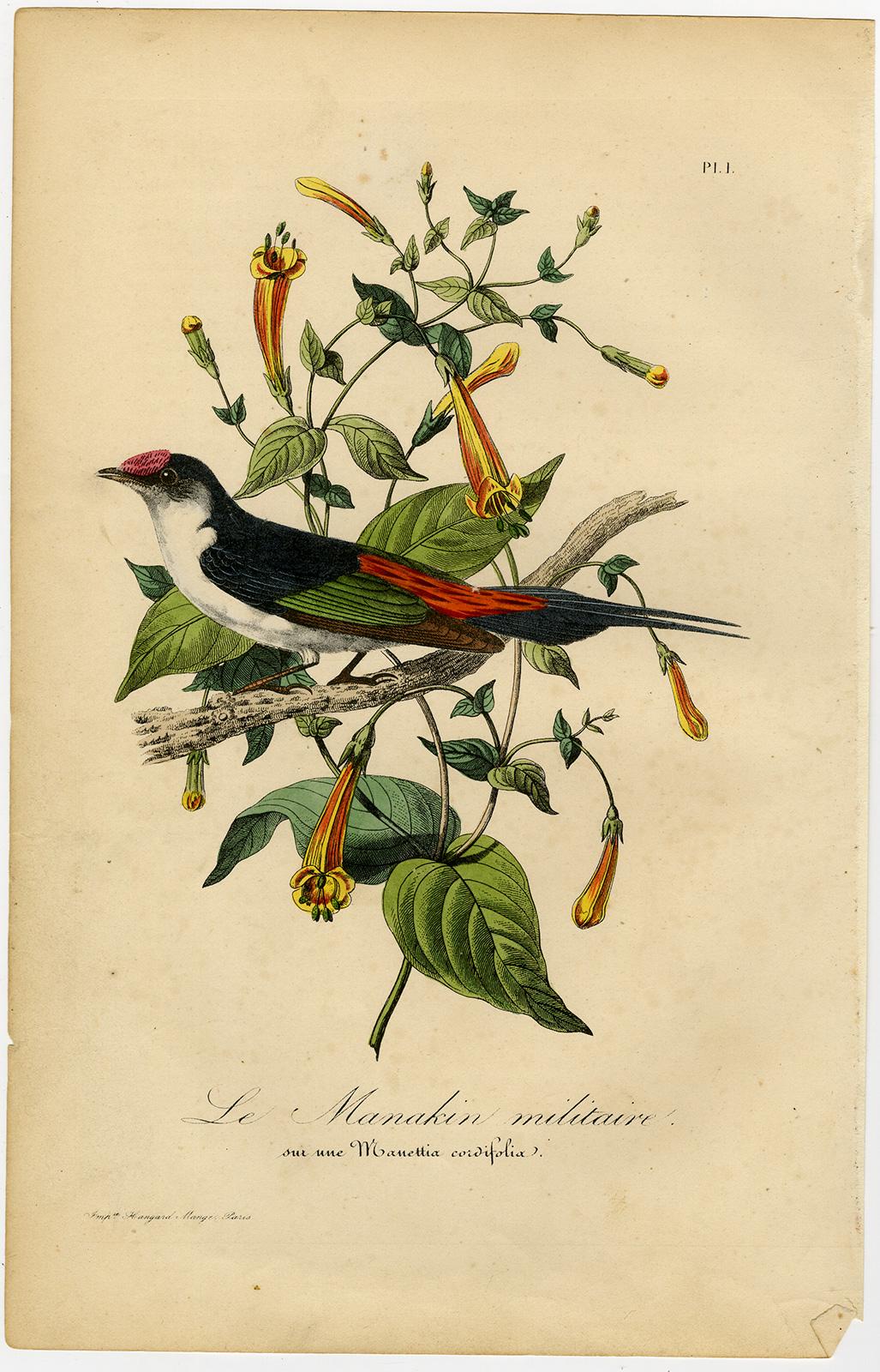 Antique print of a pin-tailed manakin by Le Maout - Engraving - 19th c. - Print by Jean-Emmanuel-Marie Le Maout