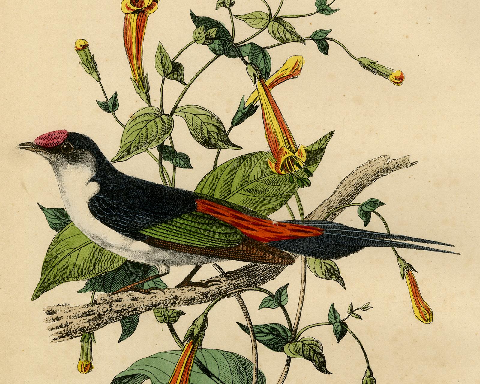 Antique print of a pin-tailed manakin by Le Maout - Engraving - 19th c. - Old Masters Print by Jean-Emmanuel-Marie Le Maout