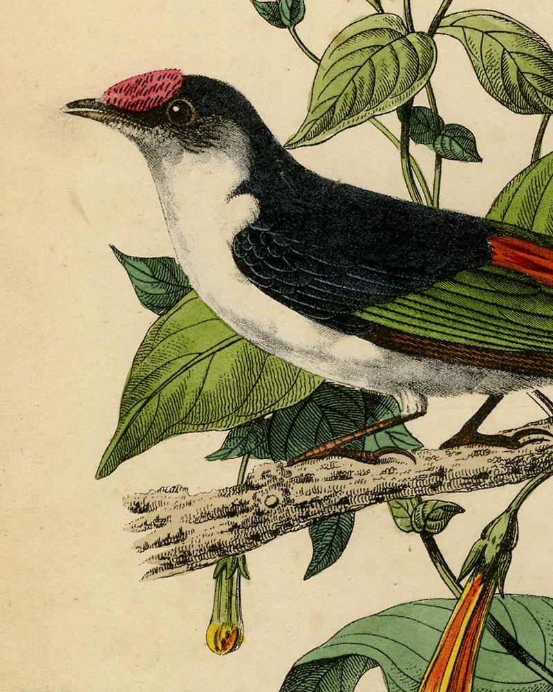 Antique print of a pin-tailed manakin by Le Maout - Engraving - 19th c. - Beige Print by Jean-Emmanuel-Marie Le Maout