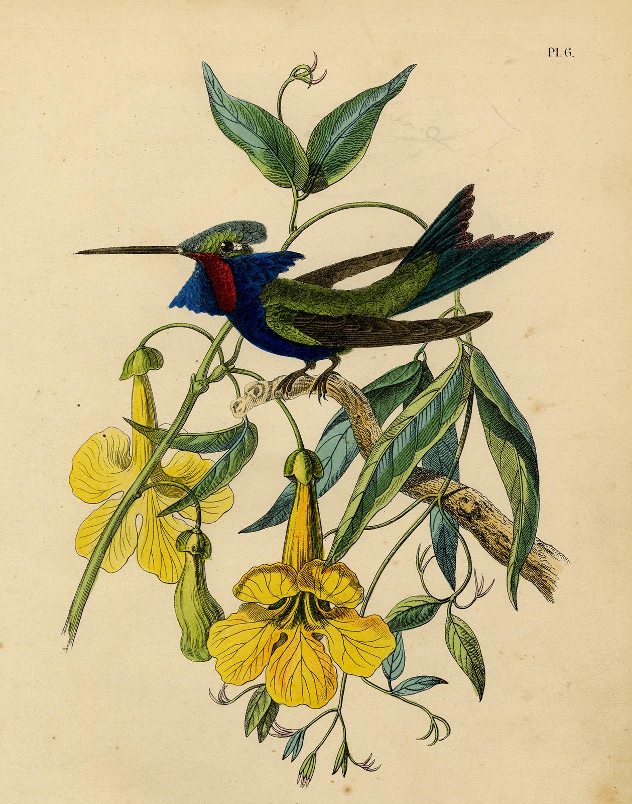 Jean-Emmanuel-Marie Le Maout Print - Decorative print of a hummingbird on bignonia by Le Maout - Engraving - 19th c.