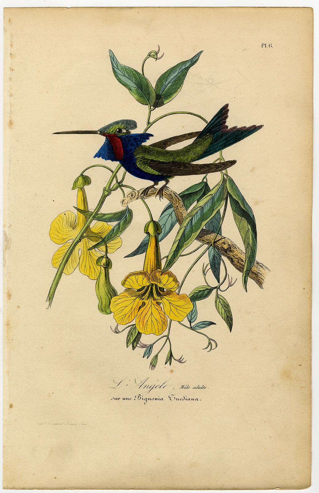 Decorative print of a hummingbird on bignonia by Le Maout - Engraving - 19th c. - Print by Jean-Emmanuel-Marie Le Maout