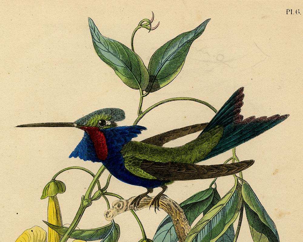Decorative print of a hummingbird on bignonia by Le Maout - Engraving - 19th c. - Old Masters Print by Jean-Emmanuel-Marie Le Maout