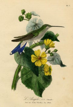 Antique print - a hummingbird on a sida mollis by Le Maout - Engraving - 19th c.