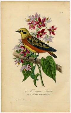 Antique bird print of a golden tanager by Le Maout - Engraving - 19th c.