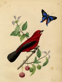 Antique print - Brazilian tanager on a pitanga by Le Maout - Engraving - 19th c.