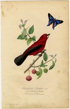 Antique print - Brazilian tanager on a pitanga by Le Maout - Engraving - 19th c.