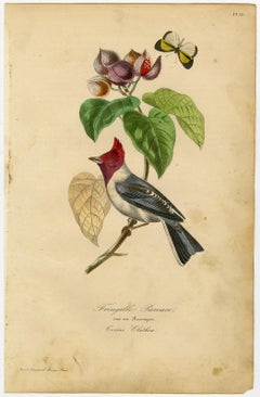 Impression d'un oiseau ancien sur bouleau de Rocouyev par Le Maout - gravure - 19ème siècle