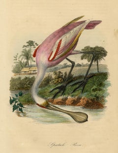 Decorative antique print - a roseate spoonbill by Le Maout - Engraving - 19th c.