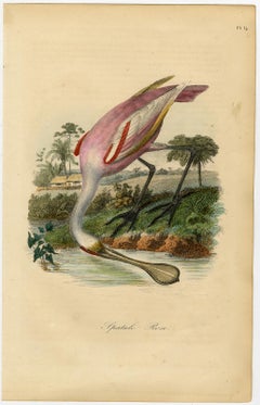 Decorative antique print - a roseate spoonbill by Le Maout - Engraving - 19th c.