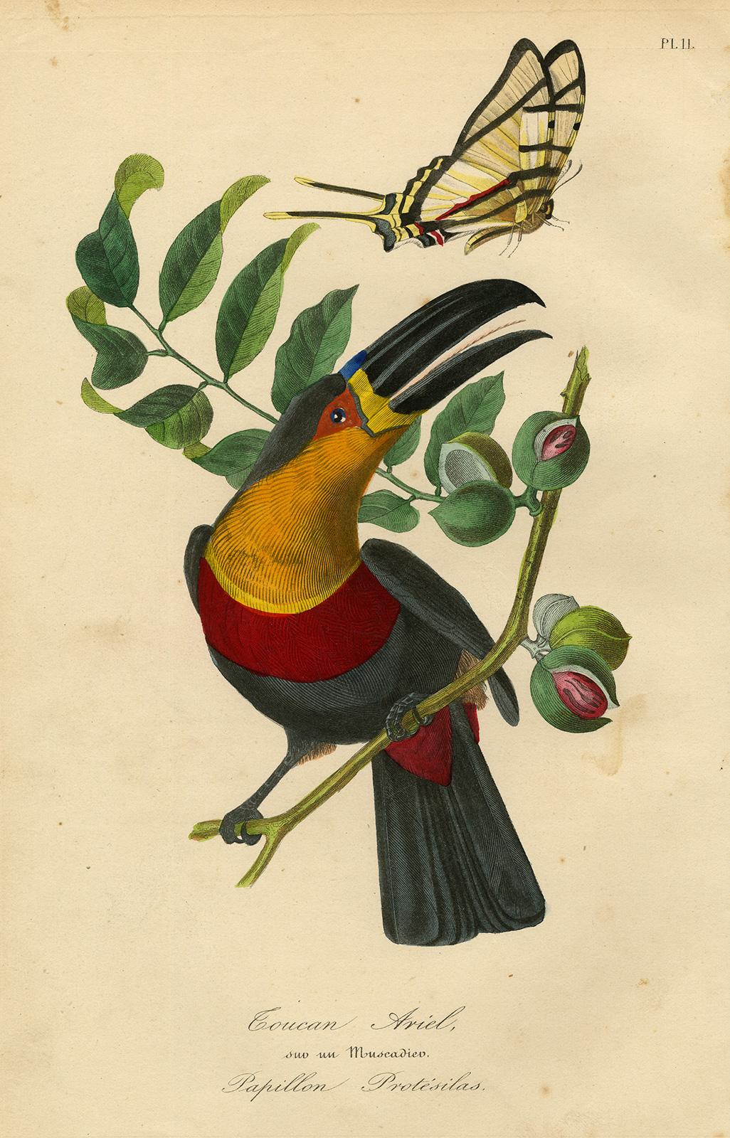 Jean-Emmanuel-Marie Le Maout Animal Print - A toucan in a nutmeg tree with a butterfly by Le Maout - Engraving - 19th c.