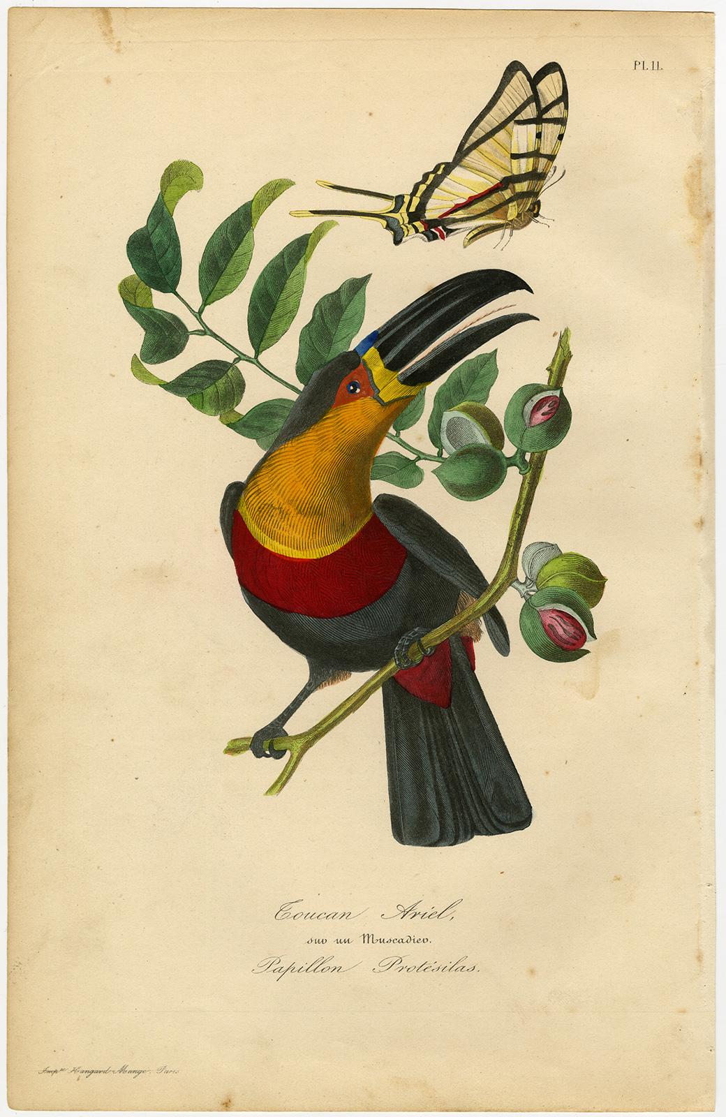A toucan in a nutmeg tree with a butterfly by Le Maout - Engraving - 19th c. - Print by Jean-Emmanuel-Marie Le Maout