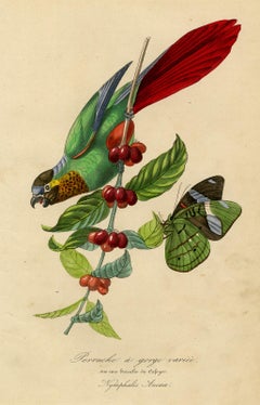 A variety-throated parakeet and a butterfly by Le Maout - Engraving - 19th c.