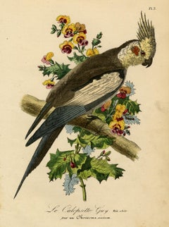 The cockatiel (Nymphicus hollandicus) by Le Maout - Engraving - 19th c.