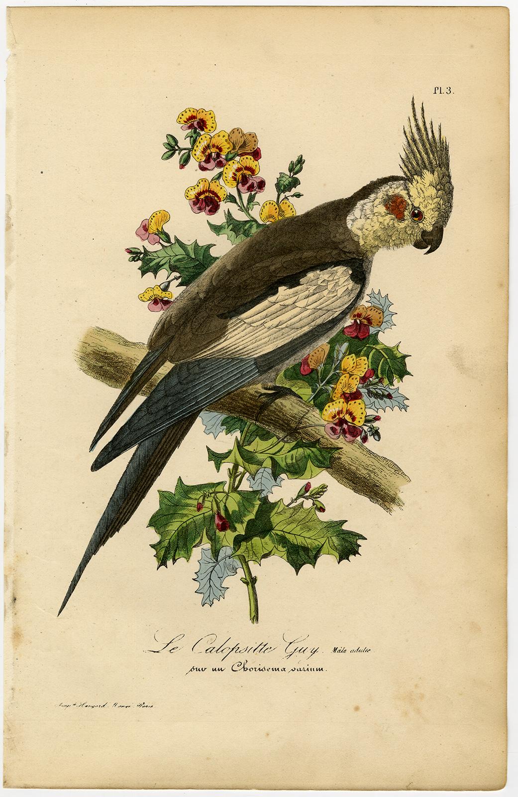 The cockatiel (Nymphicus hollandicus) by Le Maout - Engraving - 19th c. - Print by Jean-Emmanuel-Marie Le Maout