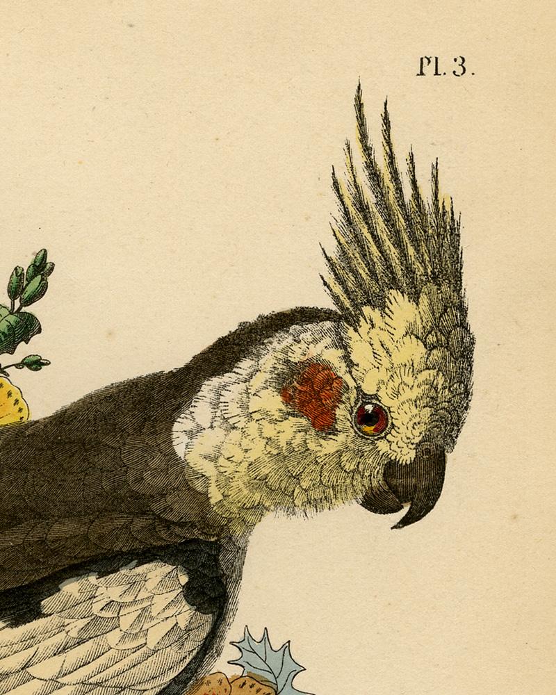 le cockatiel