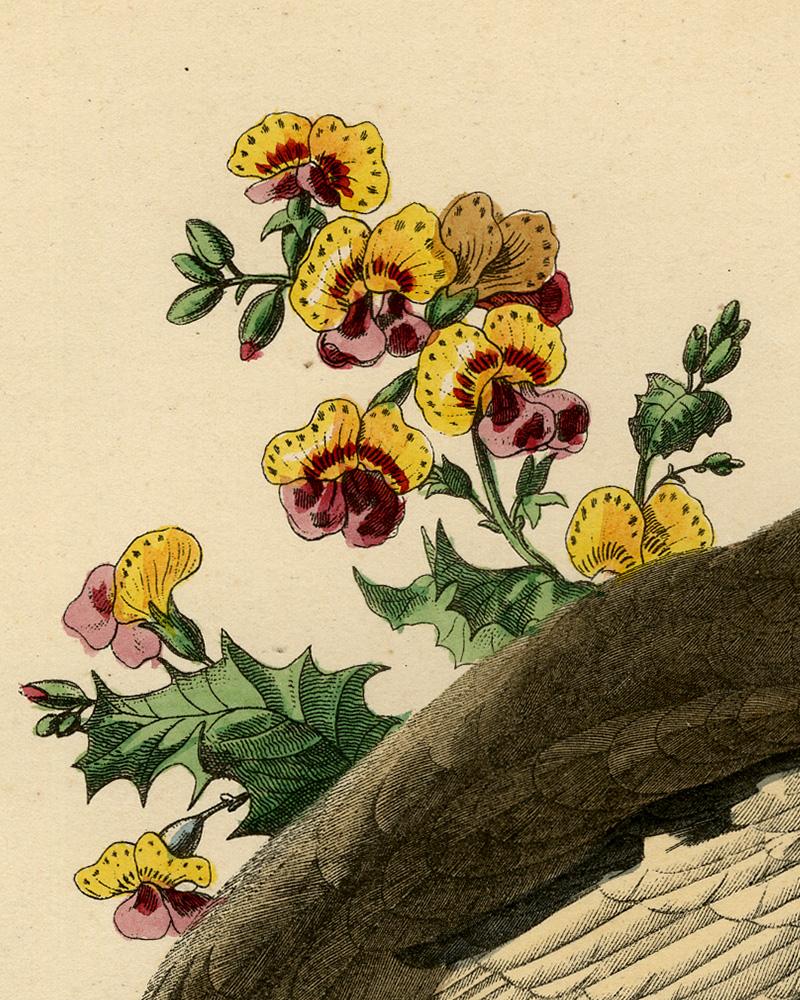 The cockatiel (Nymphicus hollandicus) by Le Maout - Engraving - 19th c. - Old Masters Print by Jean-Emmanuel-Marie Le Maout