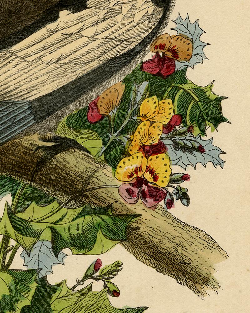 The cockatiel (Nymphicus hollandicus) by Le Maout - Engraving - 19th c. - Beige Animal Print by Jean-Emmanuel-Marie Le Maout