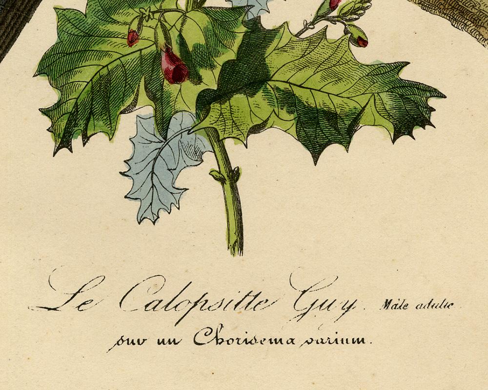 The cockatiel (Nymphicus hollandicus) by Le Maout - Engraving - 19th c. For Sale 1
