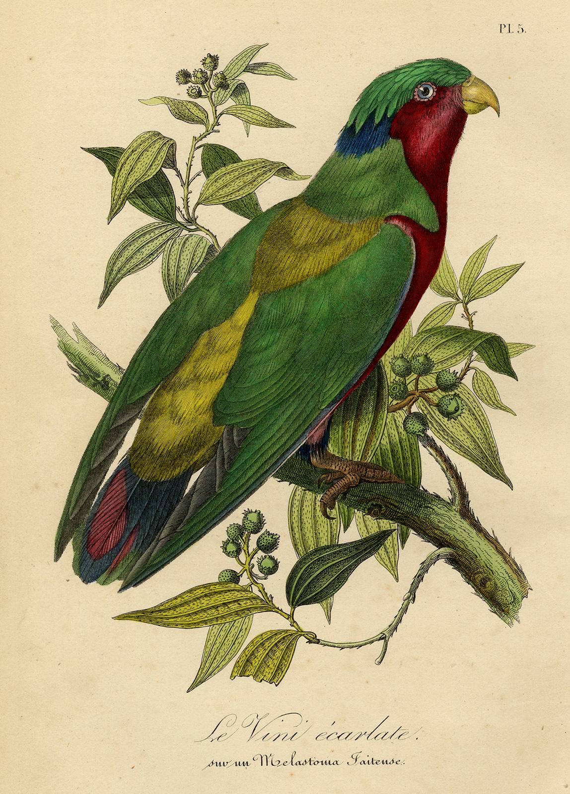 Jean-Emmanuel-Marie Le Maout Animal Print - Antique print of a parrot - Le Vini ecarlate by Le Maout - Engraving - 19th c.