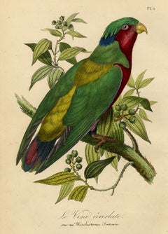 Antique print of a parrot - Le Vini ecarlate by Le Maout - Engraving - 19th c.