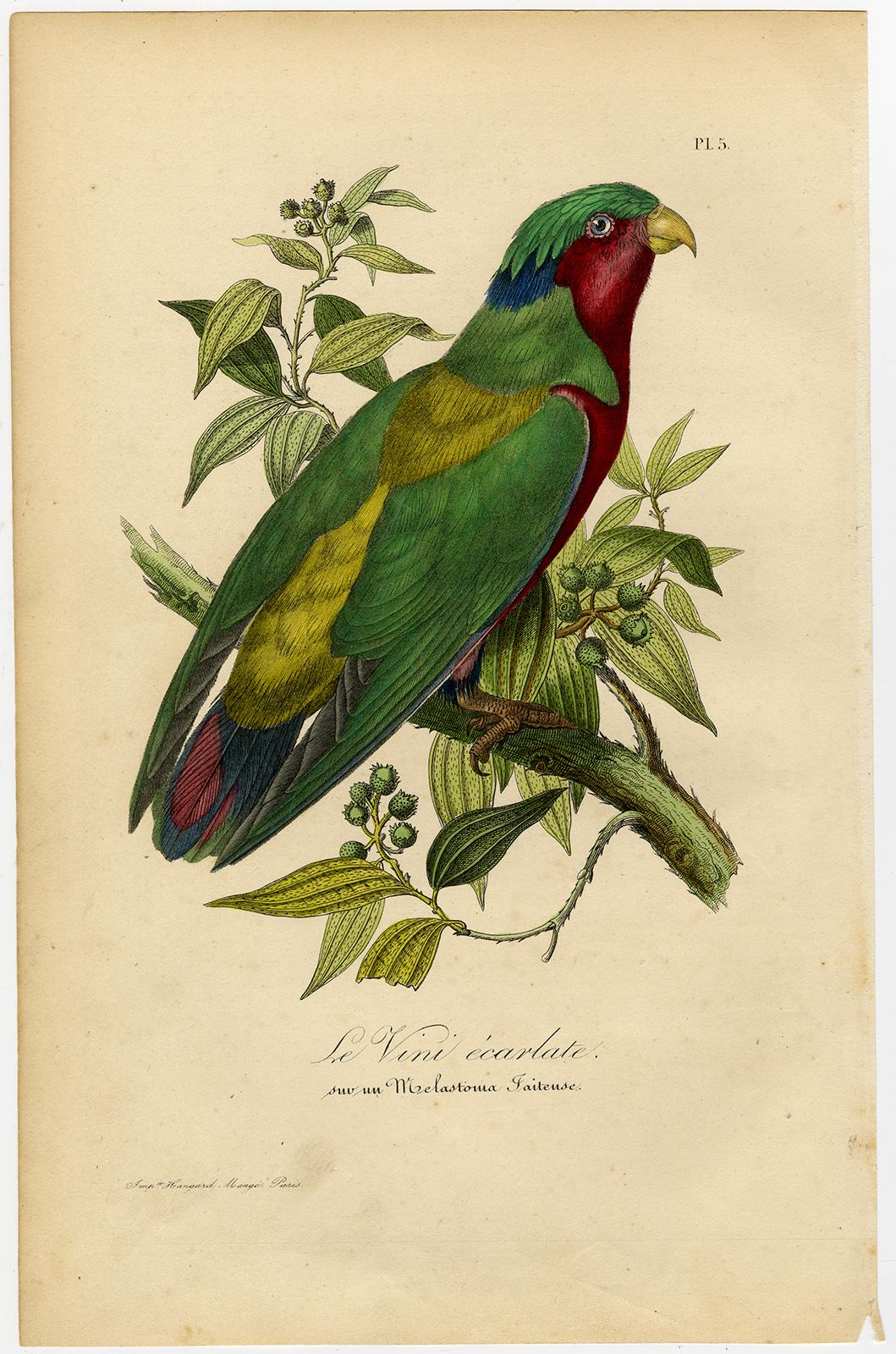 Antique print of a parrot - Le Vini ecarlate by Le Maout - Engraving - 19th c. - Print by Jean-Emmanuel-Marie Le Maout