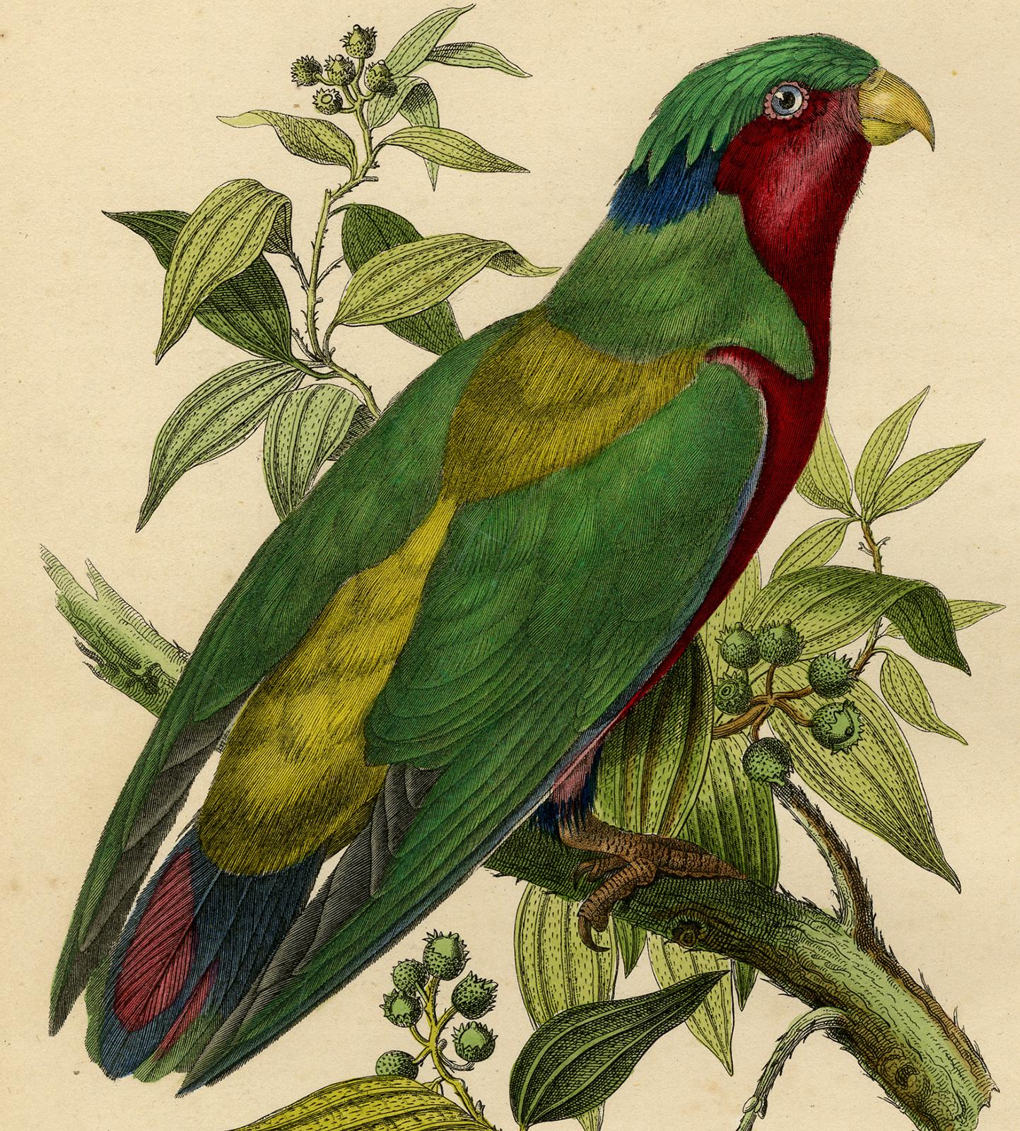 Antique print of a parrot - Le Vini ecarlate by Le Maout - Engraving - 19th c. - Beige Animal Print by Jean-Emmanuel-Marie Le Maout