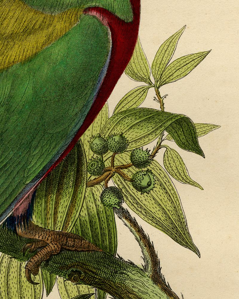 Antique print of a parrot - Le Vini ecarlate by Le Maout - Engraving - 19th c. 2