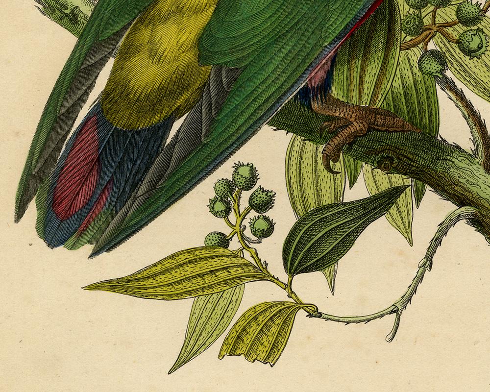 Antique print of a parrot - Le Vini ecarlate by Le Maout - Engraving - 19th c. 3