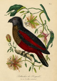 Antique print pesquet's parrot on passi flower by Le Maout - Engraving - 19th c.
