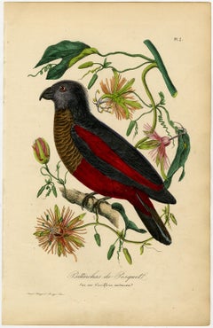 Antique print pesquet's parrot on passi flower by Le Maout - Engraving - 19th c.