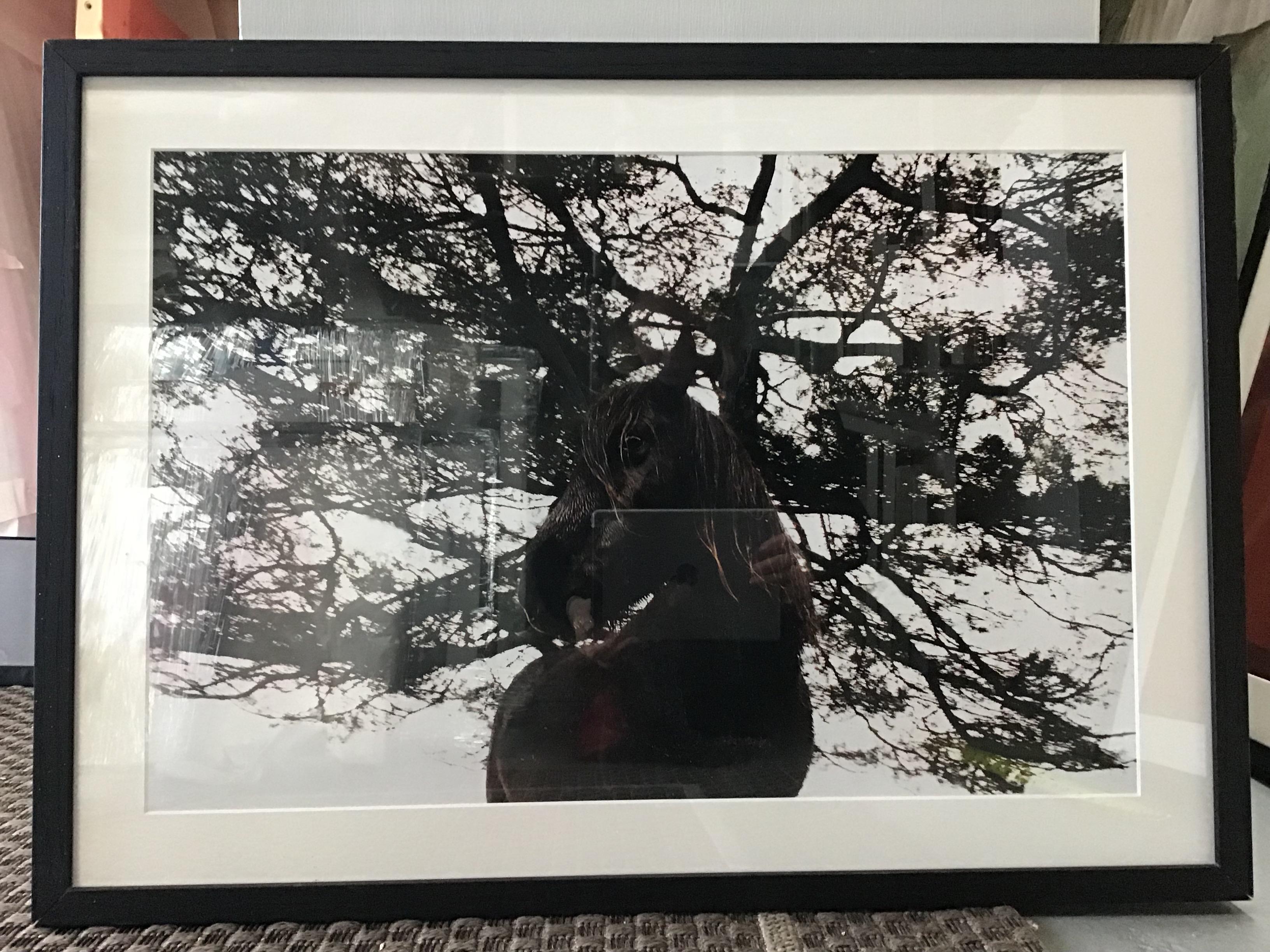 Unknown Landscape Art - wild horse in the trees