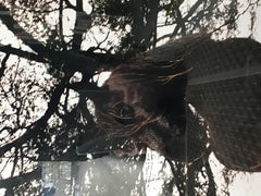 wild horse in the trees