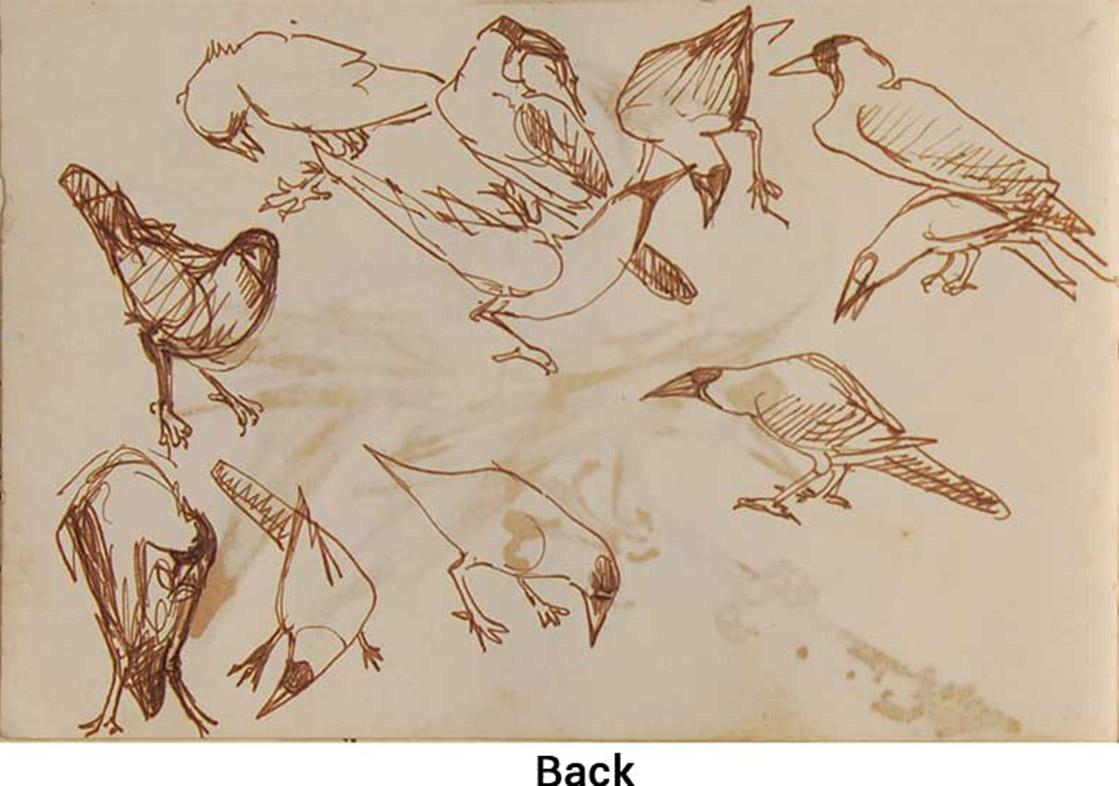 bird anatomy for artists
