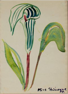 Vintage "Calla Lily," Original Watercolor Botanical Drawing signed by Sylvia Spicuzza