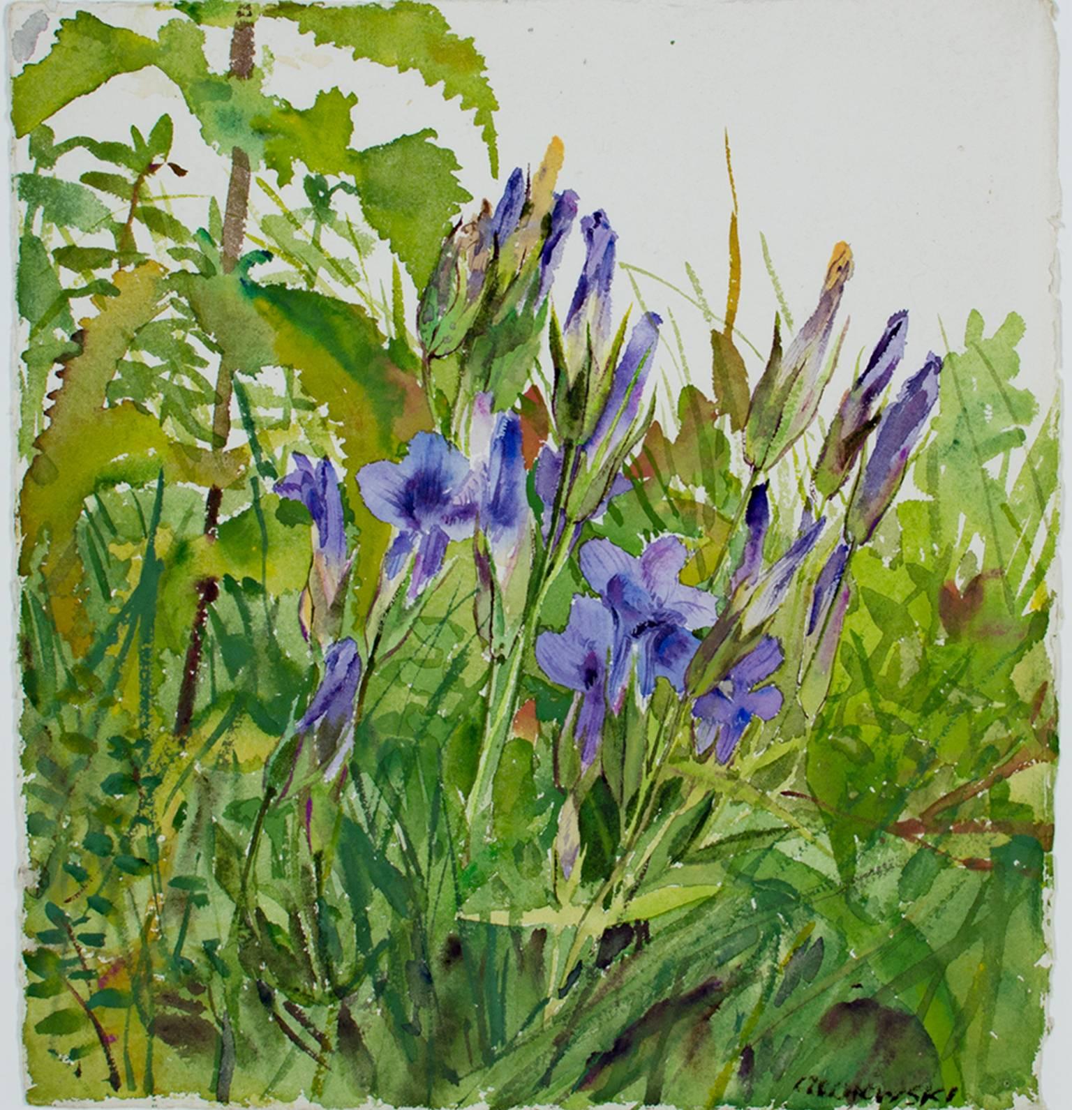 "Fringed Gentians," Original Watercolor of Flowers signed by Alicia Czechowski