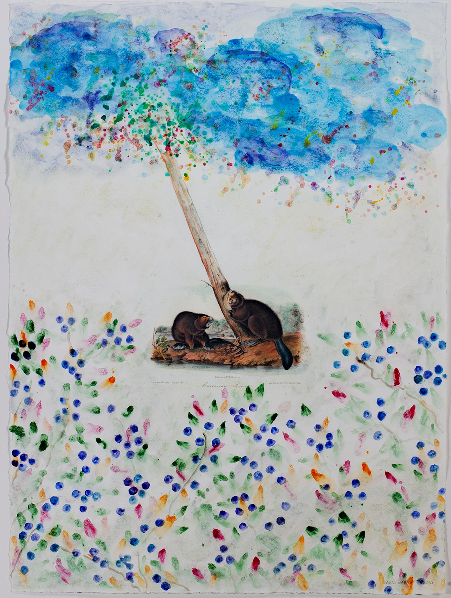 "American Beaver with Blueberries" is an original mixed media piece by David Barnett, signed in the lower right corner. The image depicts a pair of American beavers at the foot of tree branch that stretches into the clear blue sky, dotted with a