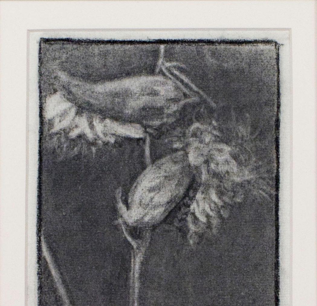 In this drawing, Sylvia Spicuzza presents the viewer with a dark, subtle view of two milkweed pods, bursting forth with cotton. Examples like this show the ability of Spicuzza to draw in a naturalistic style, where most of her work is usually in a