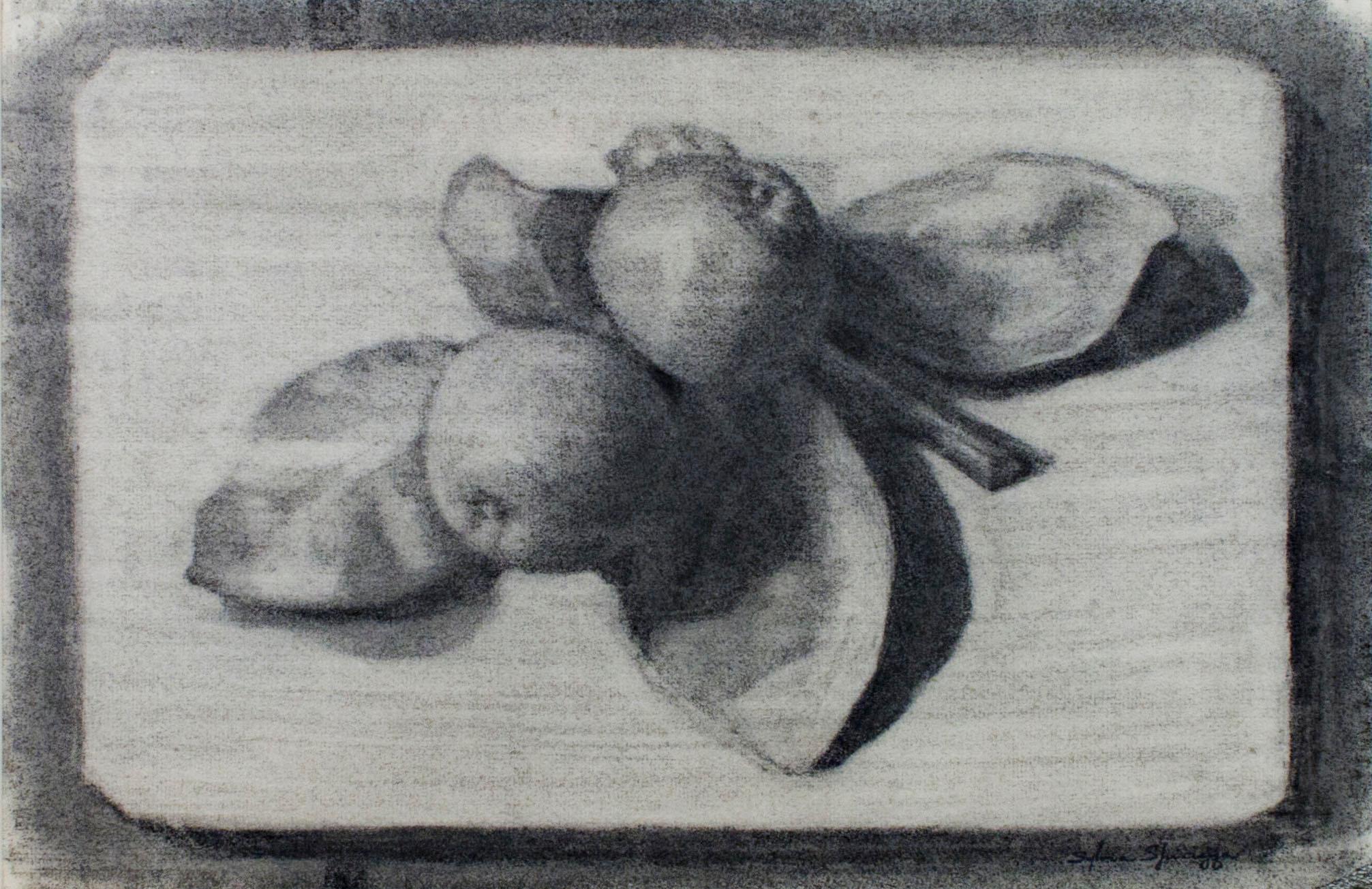 "Still Life with Fruit" original charcoal drawing by Sylvia Spicuzza