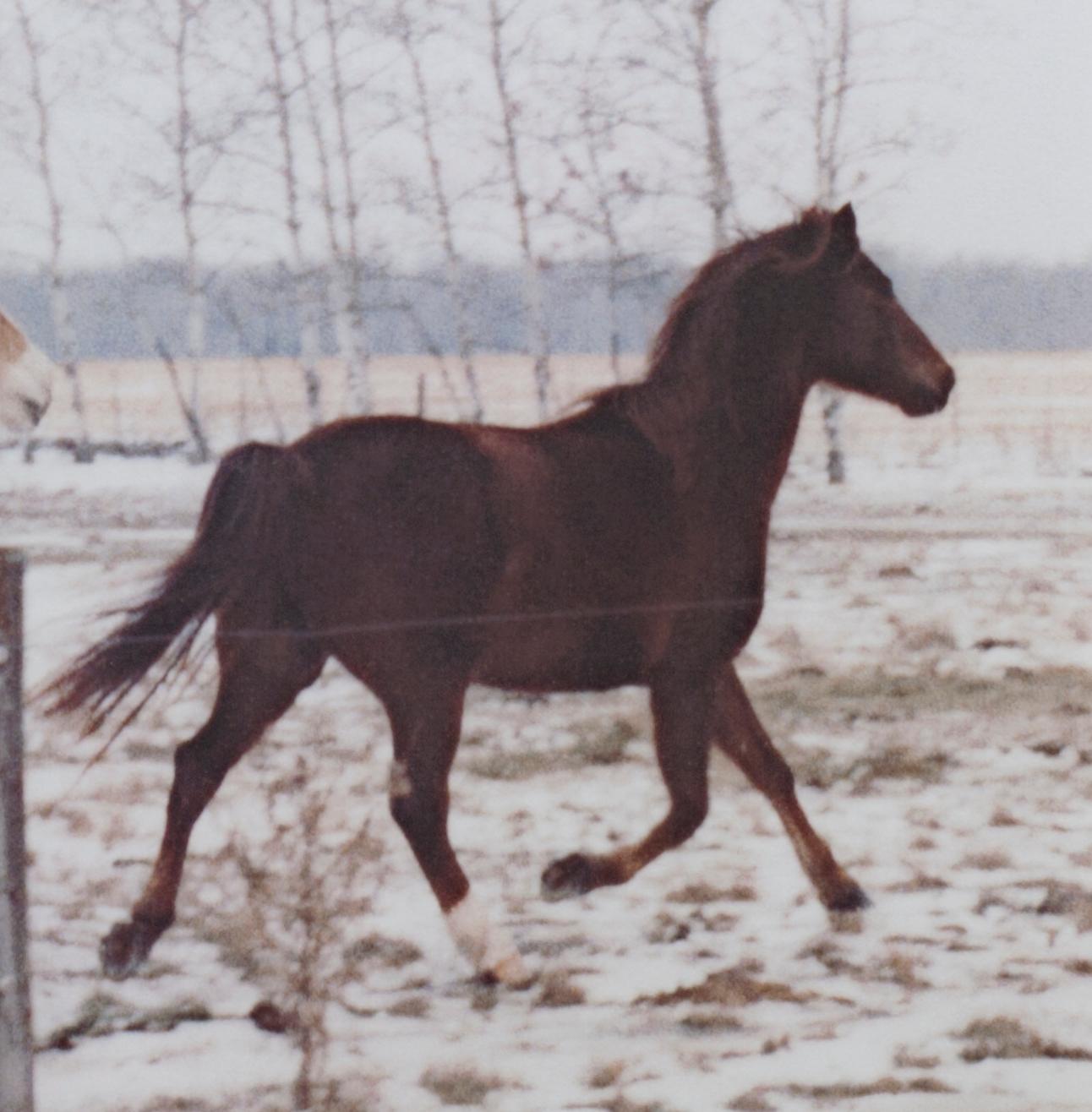 Jacob Obletz (American, b. 1975) has worked with horses much of his life. He grew up in Milwaukee, but has become comfortable in the woods, producing maple syrup and using Belgian draft horses to log the forests of Wisconsin. He has worked with