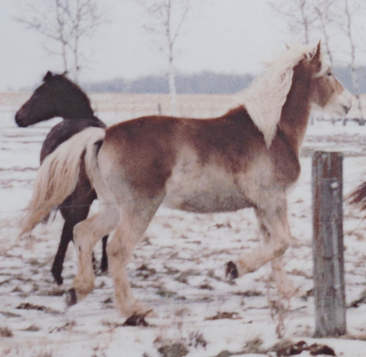 'Jacob's Horses, Ashland, WI' original photograph by Jacob Obletz For Sale 1