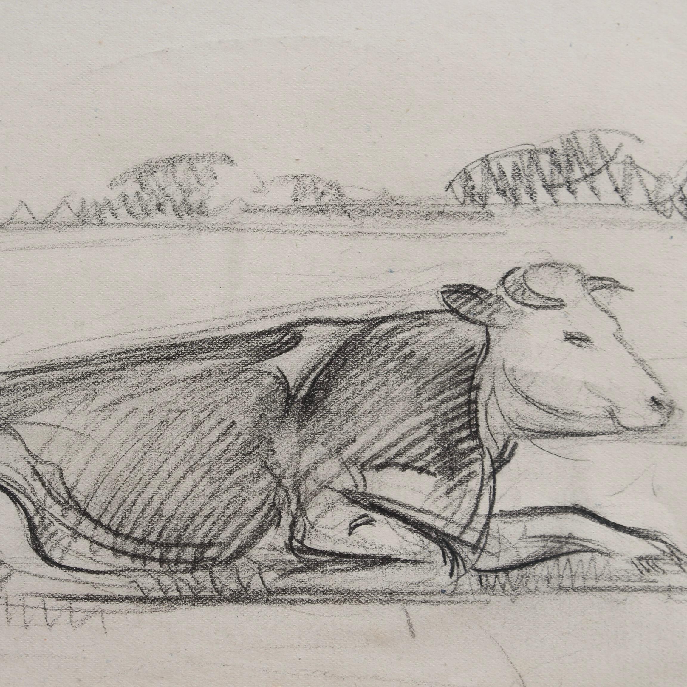 Portrait of a Bull in a Field 5