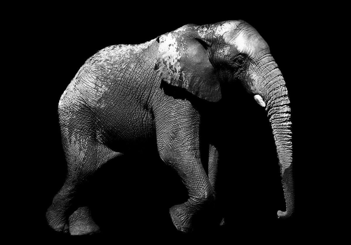Black and White Photograph Max Garner Reidy - Art animalier d'éléphantis Max Garner pour Reidy en vente en ligne, exposition d'été RA