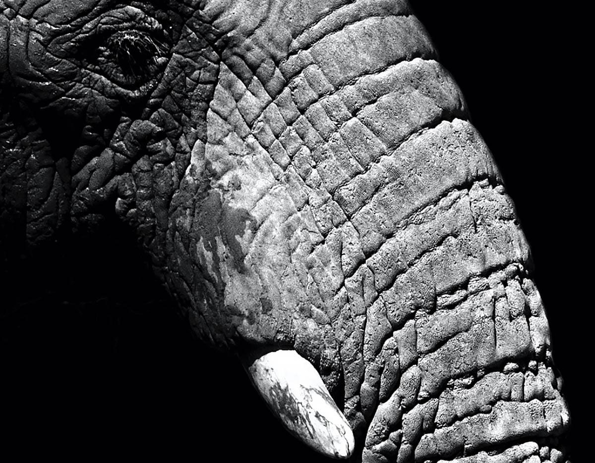 Art animalier d'éléphantis Max Garner pour Reidy en vente en ligne, exposition d'été RA - Photograph de Max Garner Reidy