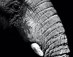 Art animalier d'éléphantis Max Garner pour Reidy en vente en ligne, exposition d'été RA