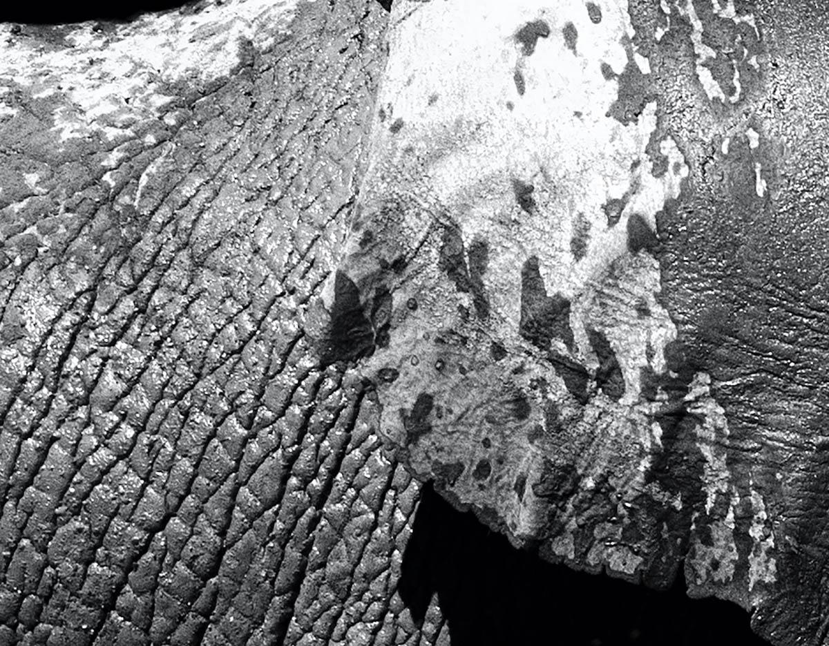Art animalier d'éléphantis Max Garner pour Reidy en vente en ligne, exposition d'été RA - Noir Black and White Photograph par Max Garner Reidy
