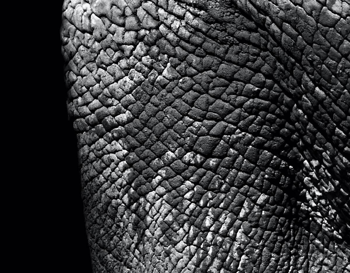 Art animalier d'éléphantis Max Garner pour Reidy en vente en ligne, exposition d'été RA en vente 1