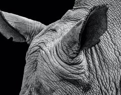 Rhinoceros Max Garner Reidy - Art animalier, art photographique