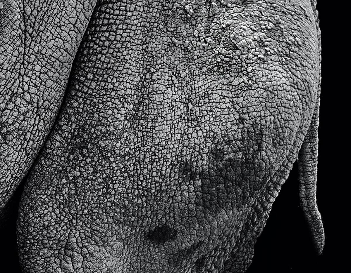 Rhinoceros – Max Garner Reidy – Animal Art, Photographic Art For Sale 1