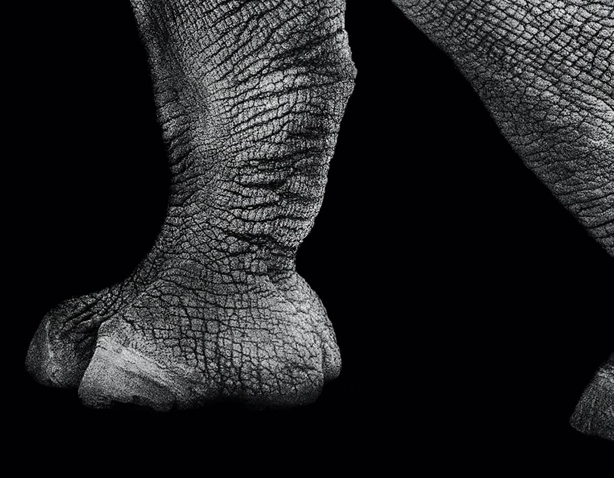 Rhinoceros – Max Garner Reidy – Animal Art, Photographic Art For Sale 2