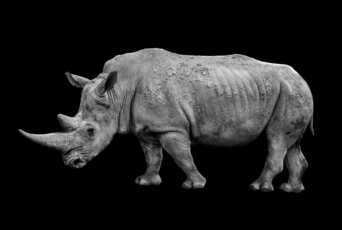 Rhinoceros – Max Garner Reidy – Animal Art, Photographic Art